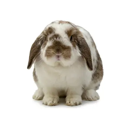 Franklin