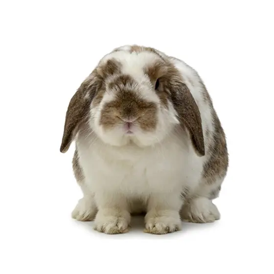Franklin