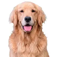 Handsome