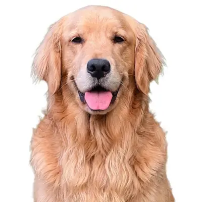 Handsome