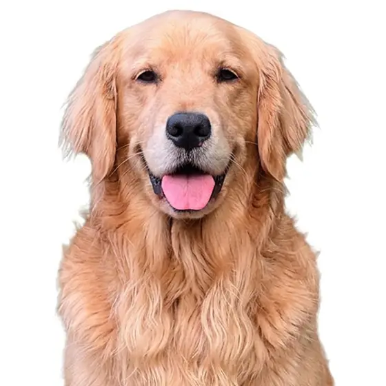 Handsome