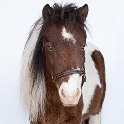Martha